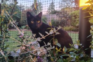 Laila and happiness in her garden